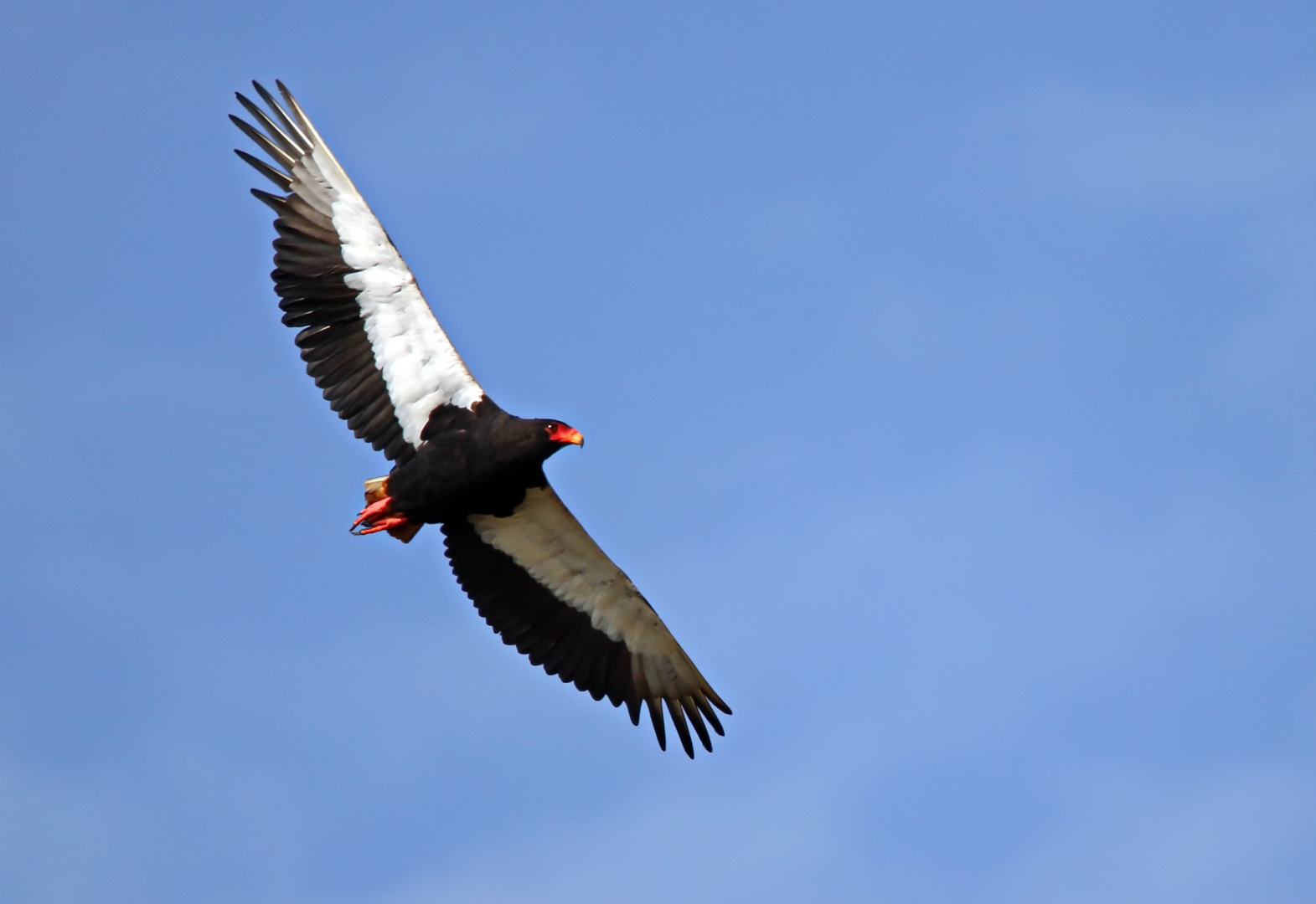 Gaukler,Terathopius ecaudatus,Bateleur