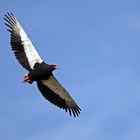 Gaukler,Terathopius ecaudatus,Bateleur