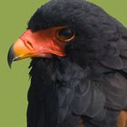 Gauklervogel