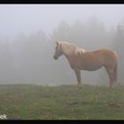 Gaul im Nebel