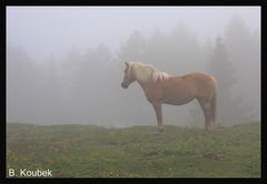 Gaul im Nebel