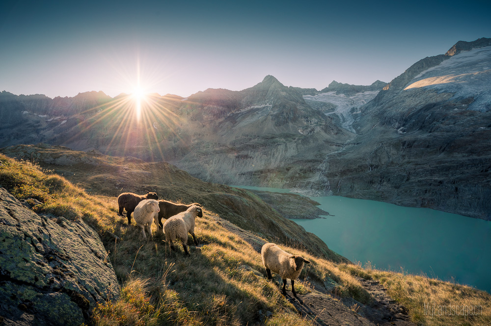 ~ Gauligletscher: Achtung Schafe ~