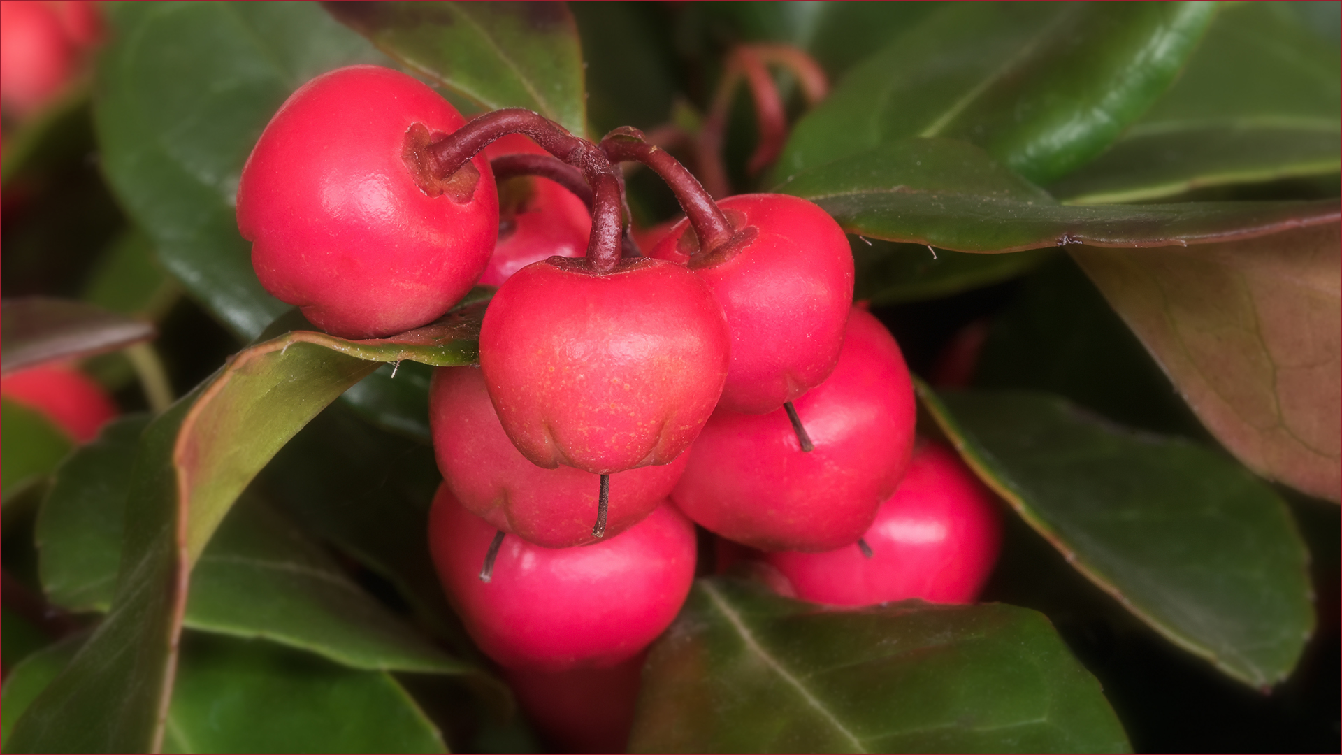 Gaultheria - Rebhuhnbeere...