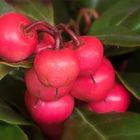 Gaultheria - Rebhuhnbeere...