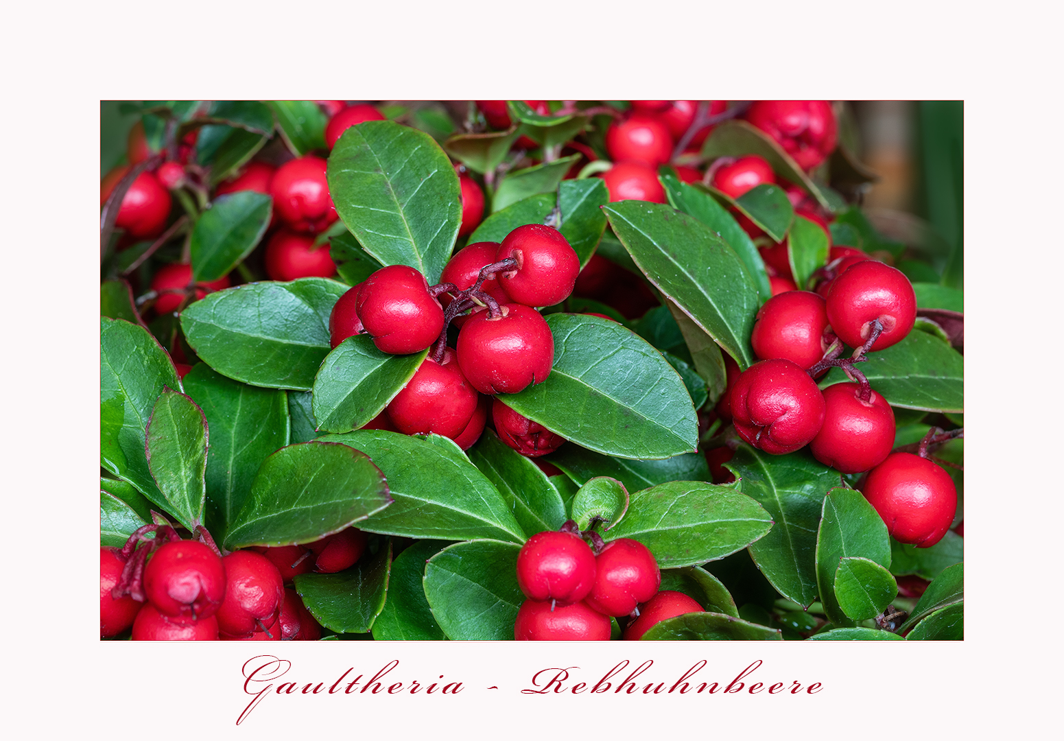 Gaultheria - Rebhuhnbeere...