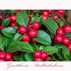 Gaultheria - Rebhuhnbeere...