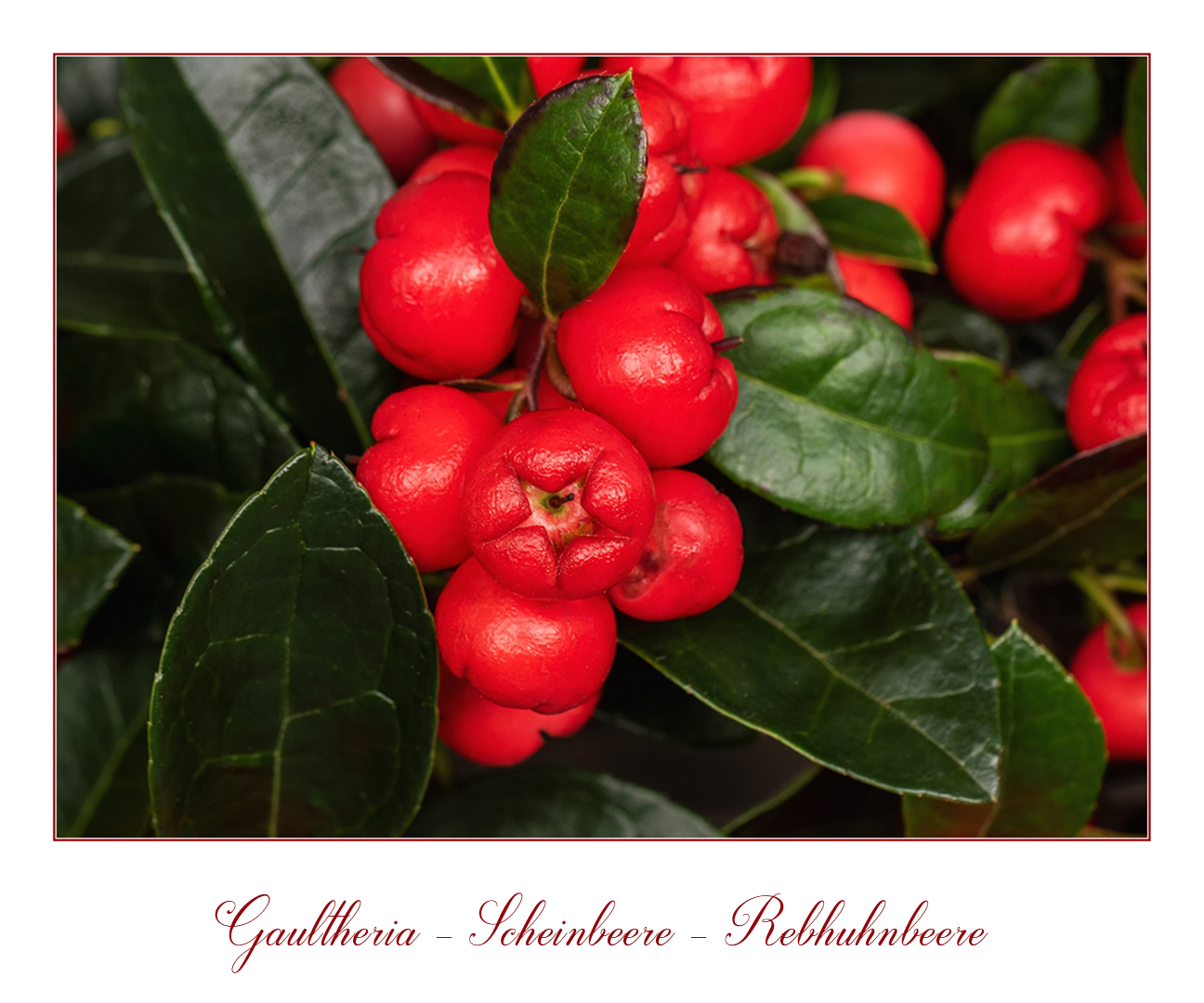 Gaultheria - Rebhuhnbeere....