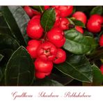 Gaultheria - Rebhuhnbeere....