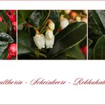 Gaultheria - Rebhuhnbeere.. II