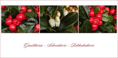 Gaultheria - Rebhuhnbeere.. II