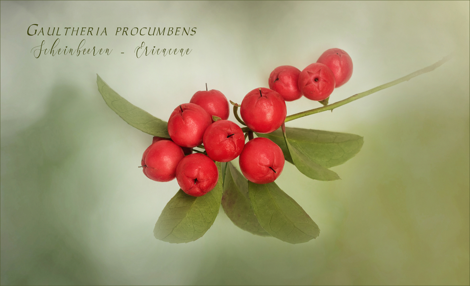 Gaultheria - Rebhuhnbeere - Scheinbeere....