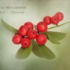 Gaultheria - Rebhuhnbeere - Scheinbeere....