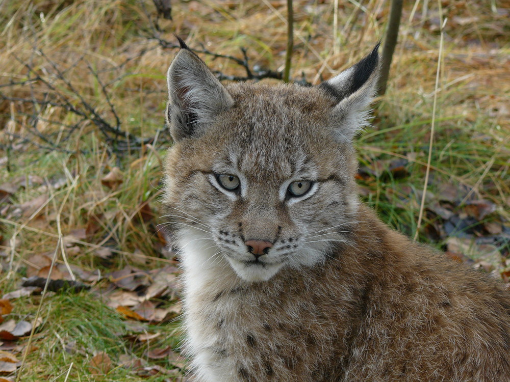 Gaupe/Luchs