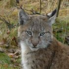 Gaupe/Luchs