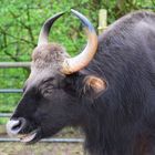 Gaur