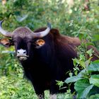 Gaur