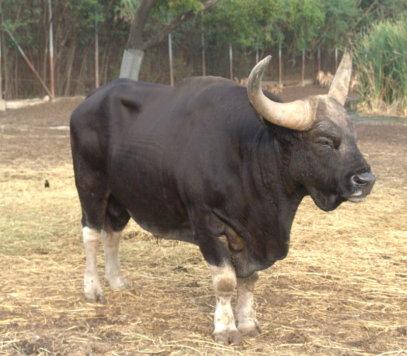 Gaur - Bos gaurus - Endangered