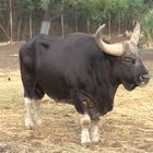 Gaur - Bos gaurus - Endangered