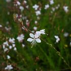 Gaura