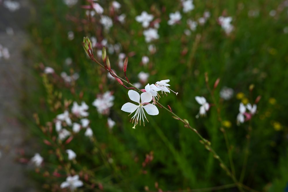 Gaura