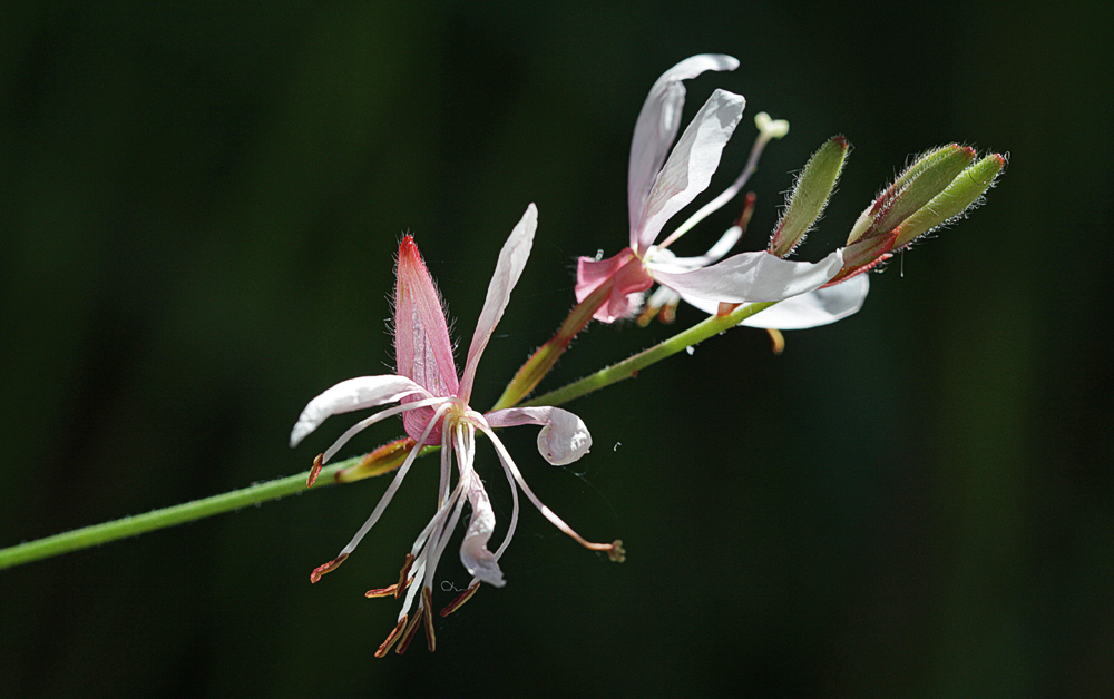 Gaura