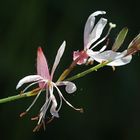 Gaura