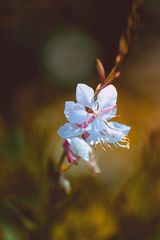 Gaura