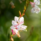 Gaura