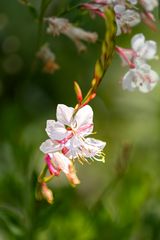 Gaura