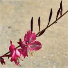 Gaura