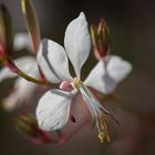 Gaura