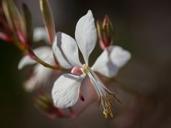 Gaura