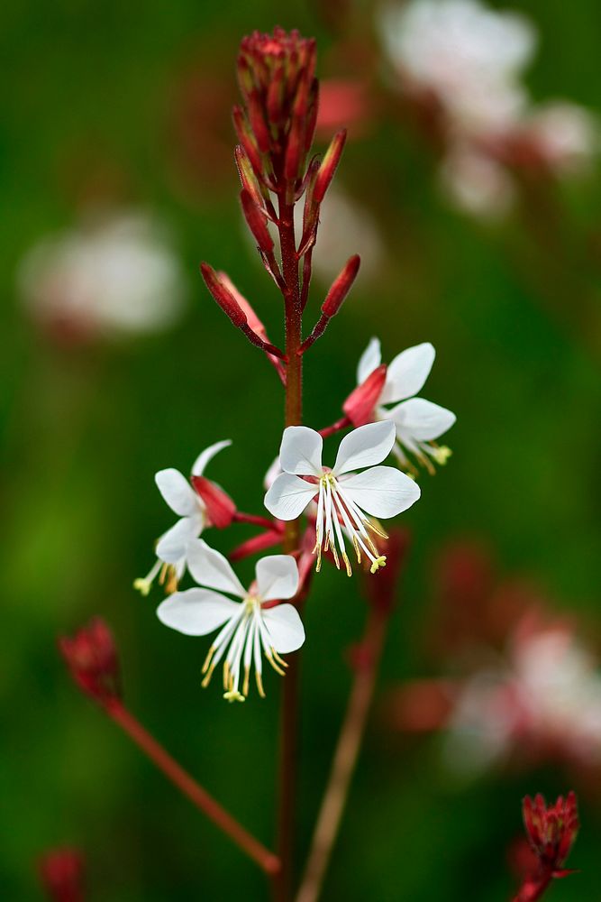 Gaura biennis