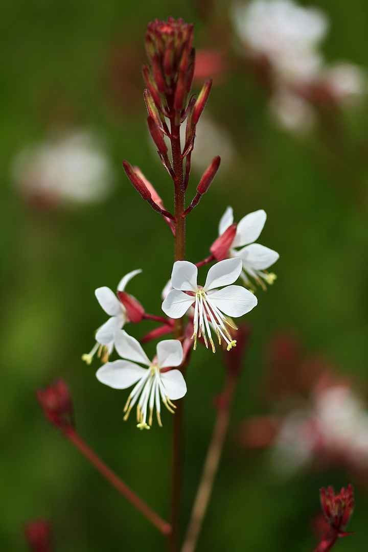 Gaura biennis