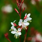 Gaura biennis