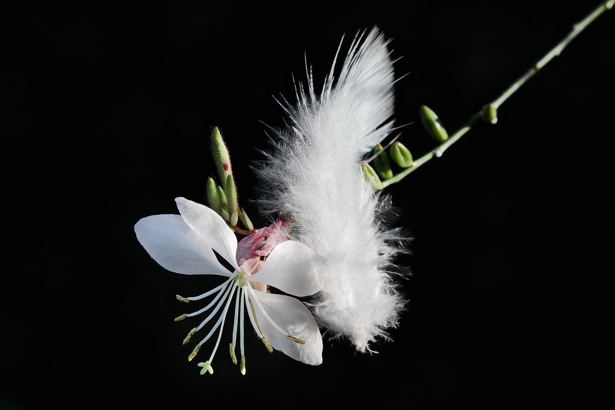 Gaura