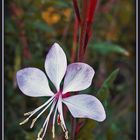 "Gaura"