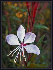 "Gaura"