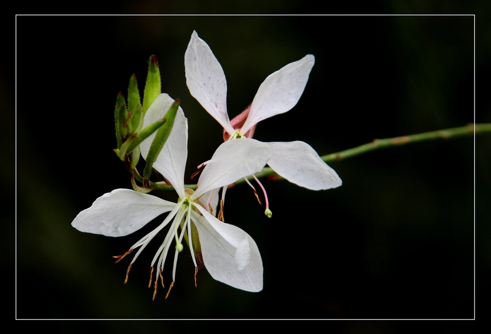 Gaura