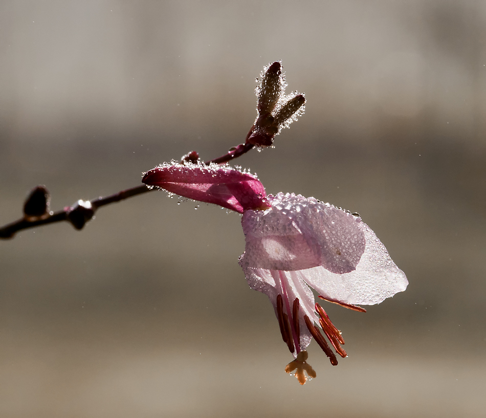 Gaura im Morgenlicht