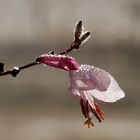 Gaura im Morgenlicht