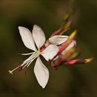 "Gaura-Lindheimeri "....