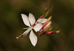 "Gaura-Lindheimeri "....