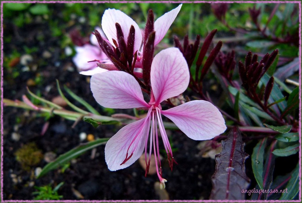 Gaura lindheimeri