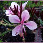 Gaura lindheimeri