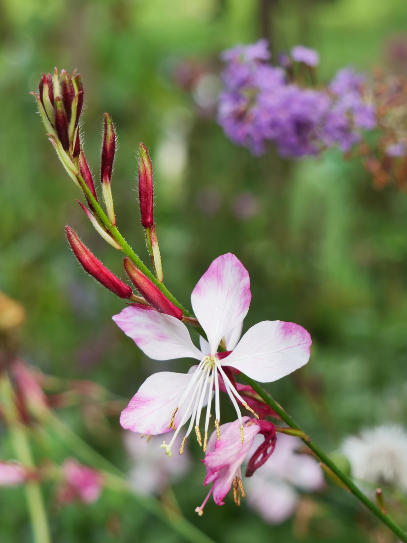 Gaura lindheimeri 'Rosy Jane'