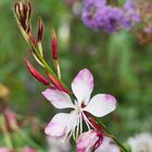 Gaura lindheimeri 'Rosy Jane'