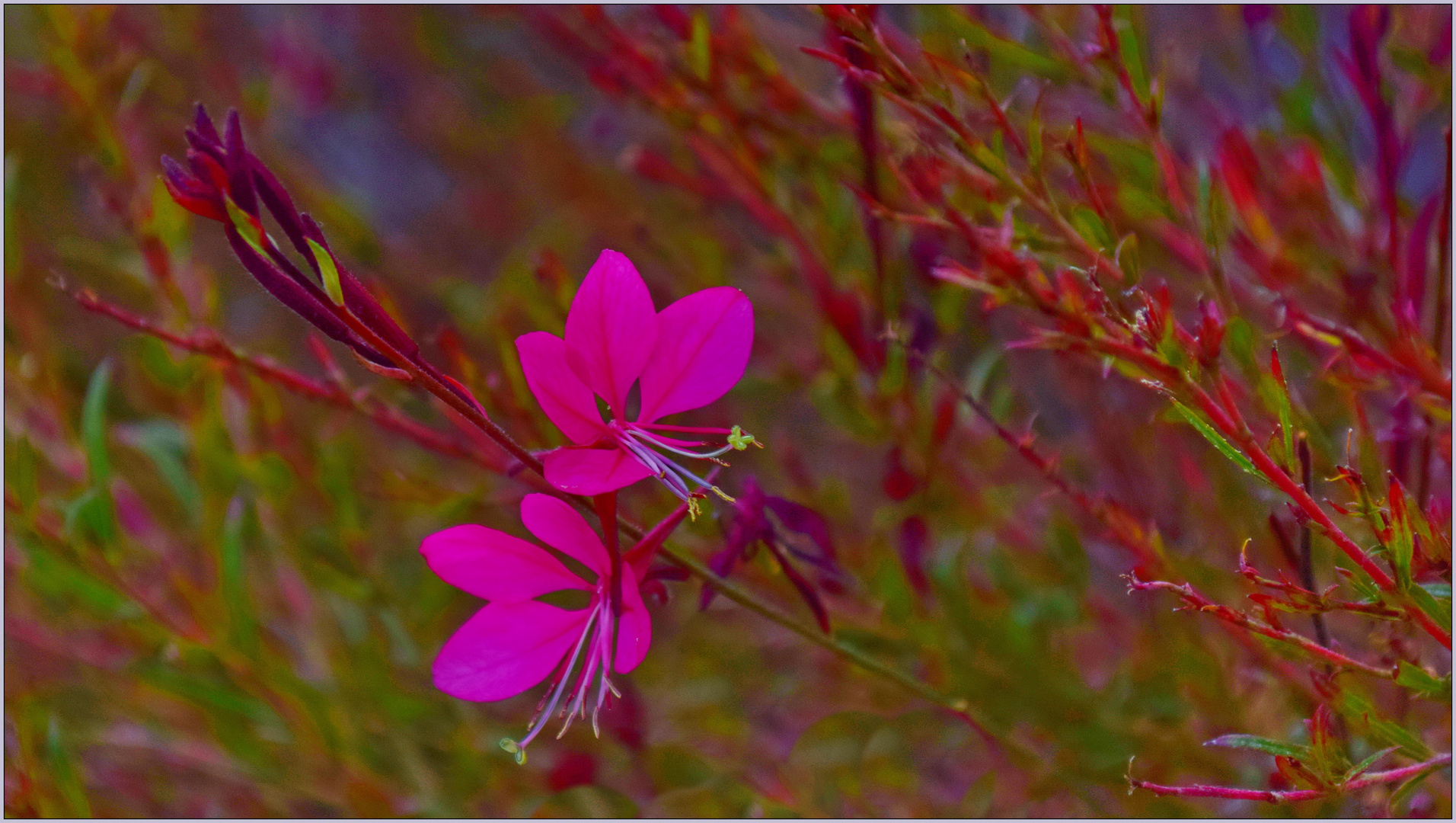 Gaura lindheimeri 'Siskiyou Pink' – Rosa Prachtkerze