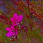 Gaura lindheimeri 'Siskiyou Pink' – Rosa Prachtkerze