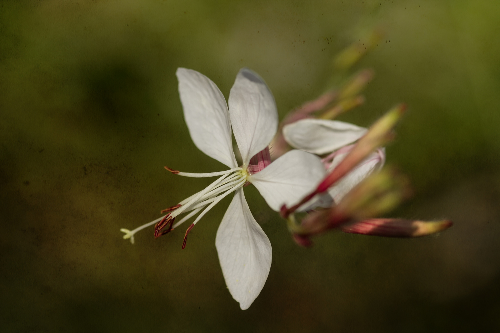 Gaura - Prachtkerze....